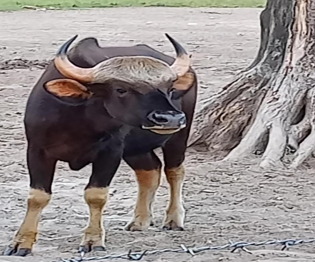 Dooars Velley Home Stay Buxa Duar Dış mekan fotoğraf