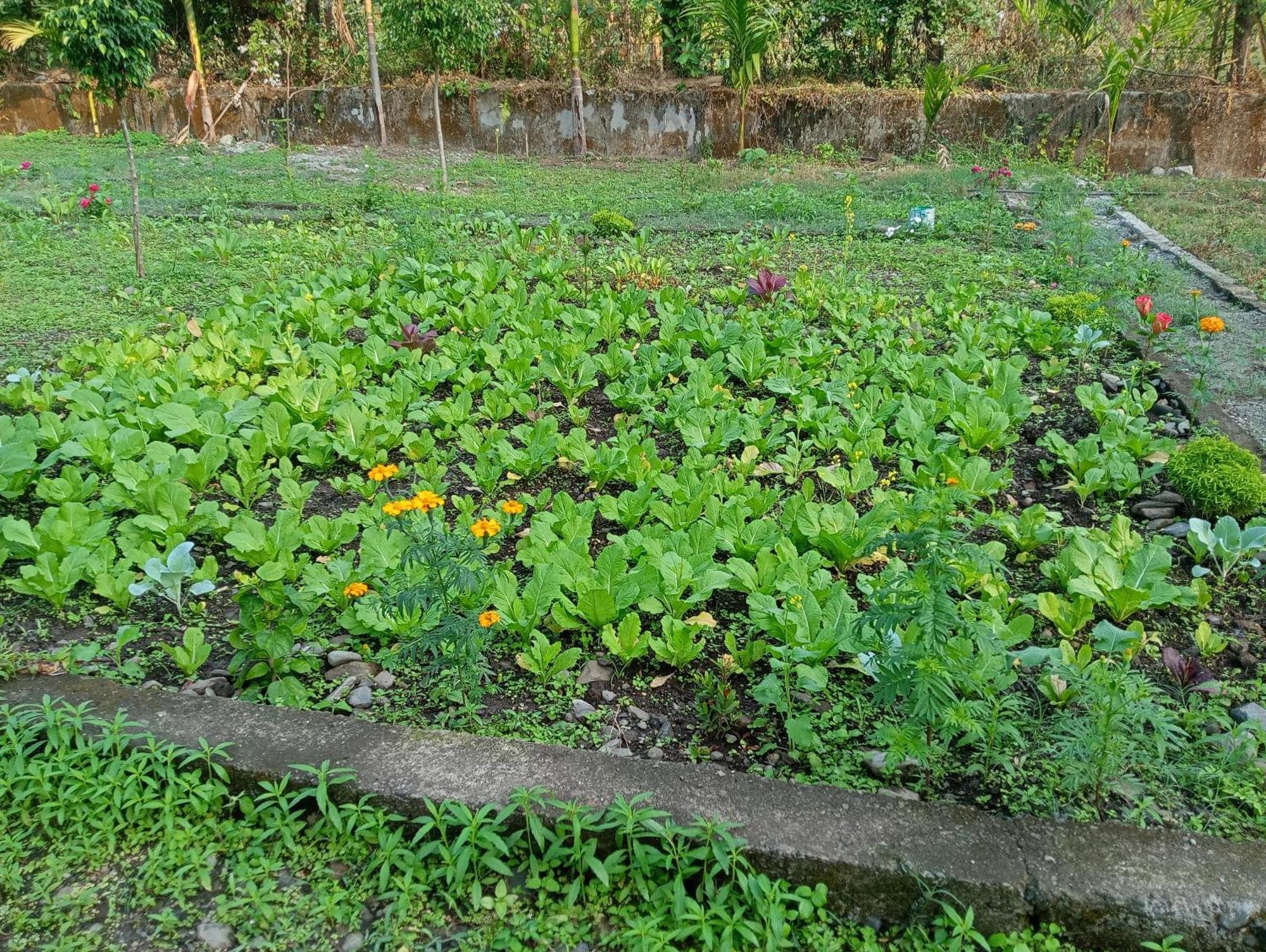 Dooars Velley Home Stay Buxa Duar Dış mekan fotoğraf